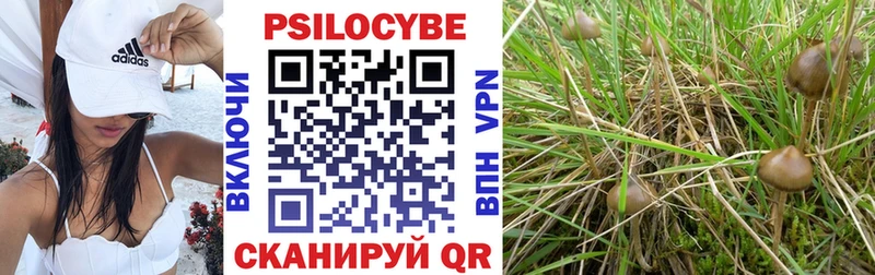 Галлюциногенные грибы Psilocybine cubensis  Новокузнецк 